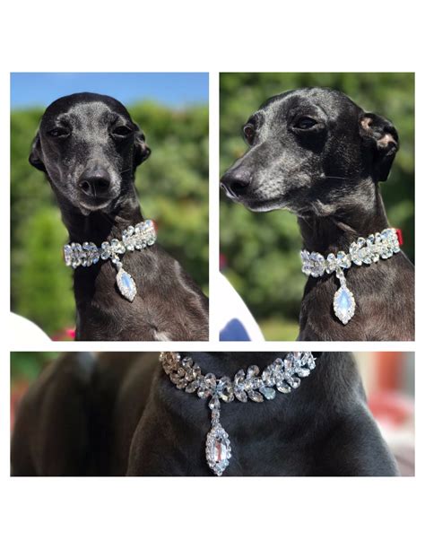 collier chien luxe